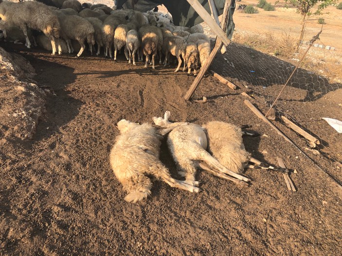 Adana'da koyun sürüsü tarım ilacıyla zehirlendi