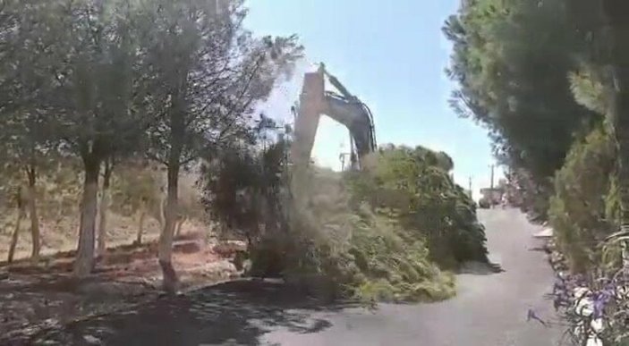 Karaburun Belediyesi ağaç katliamına bahane uydurdu