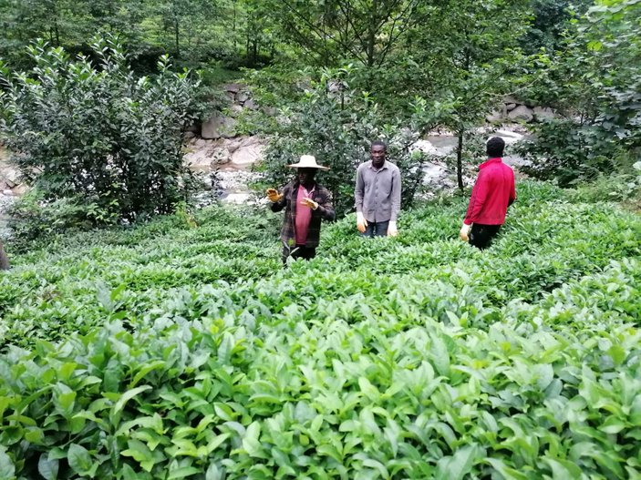 Senegal ve Gambialı çay işçileri, Rizeli üreticileri memnun etti