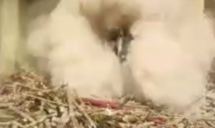 Şanlıurfa’da yangın sonrası patlama