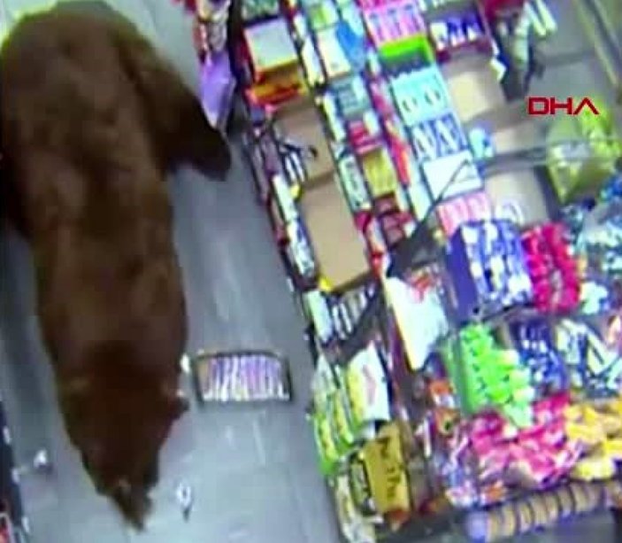 ABD'de ayı, süpermarkete girerek çikolata yedi