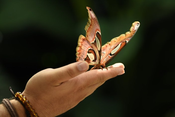 Konya'da dev kelebek Atlas'a büyük ilgi