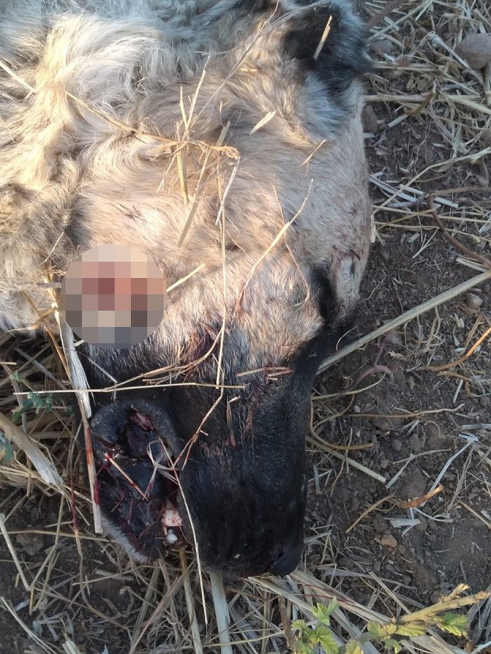 Edirne’de çoban köpeğini tüfekle vurarak öldürdü