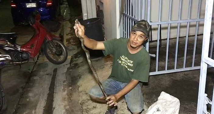 Tayland'da klozetten çıkan piton, genç adamın cinsel organını ısırdı