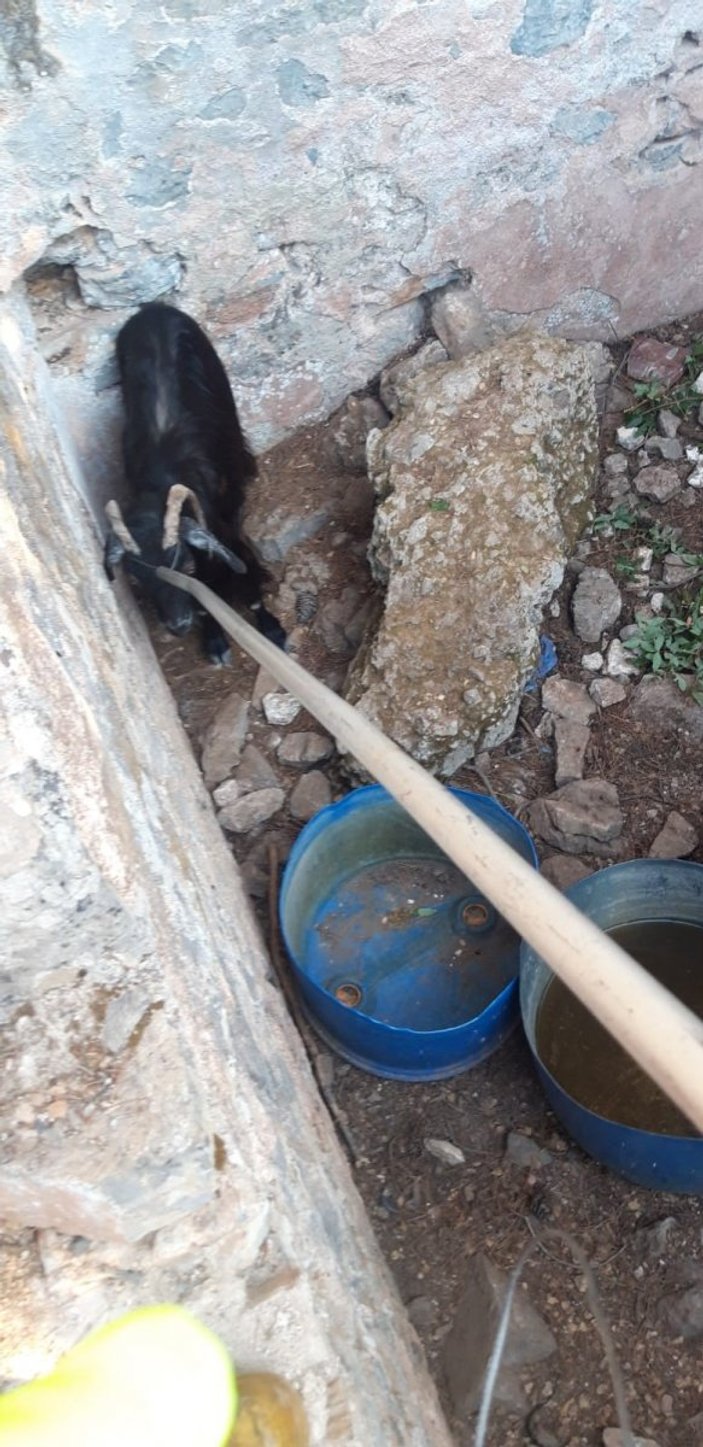Muğla'da itfaiye ekipleri çukura düşen keçiyi kurtardı