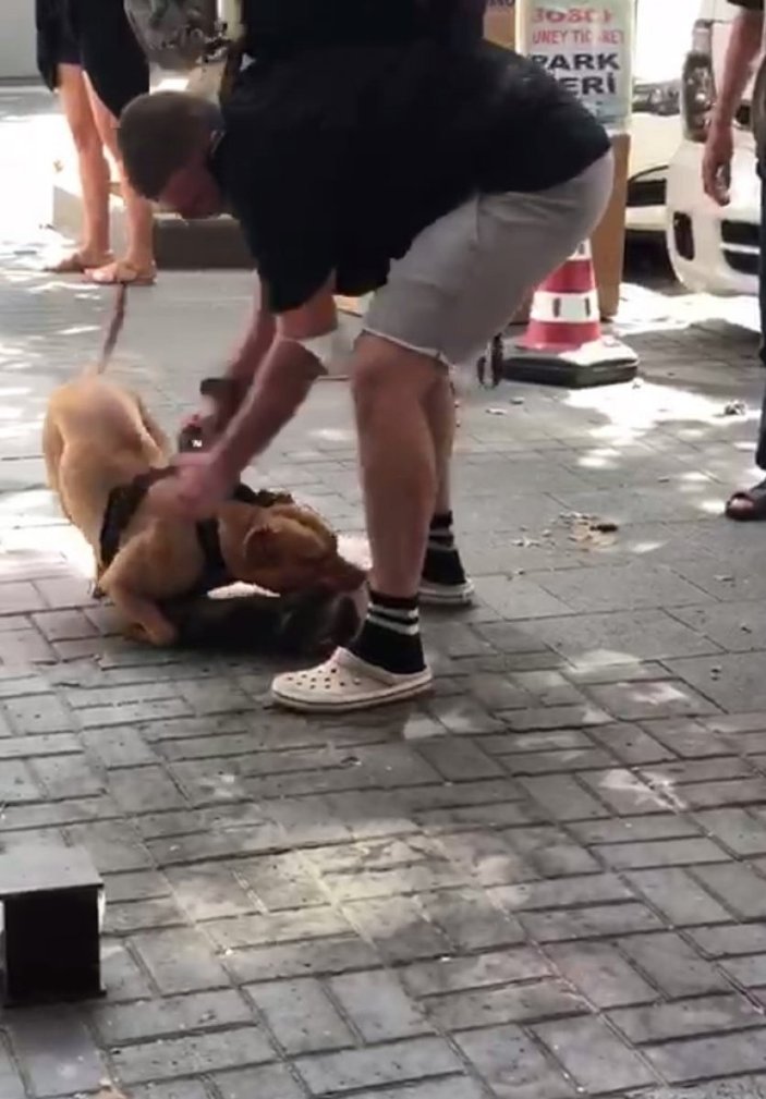Beşiktaş’ta pitbull cinsi köpek, yakaladığı kediyi parçaladı