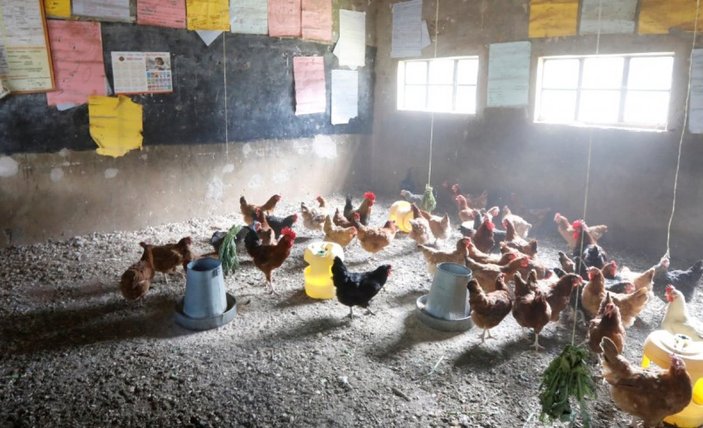 Kenya'da sınıflarda öğrencilerin yerini tavuklar aldı