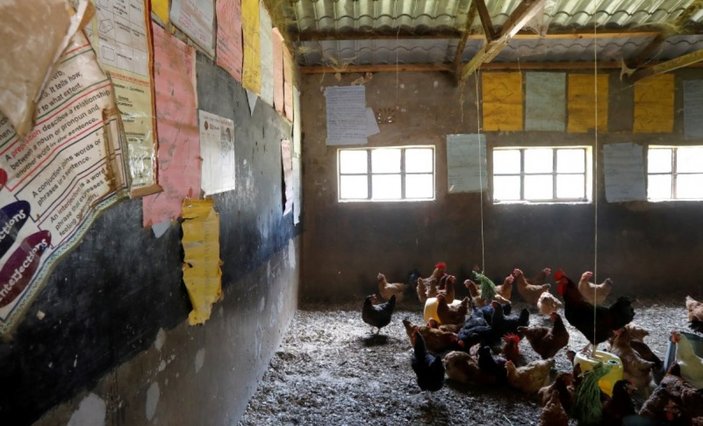Kenya'da sınıflarda öğrencilerin yerini tavuklar aldı