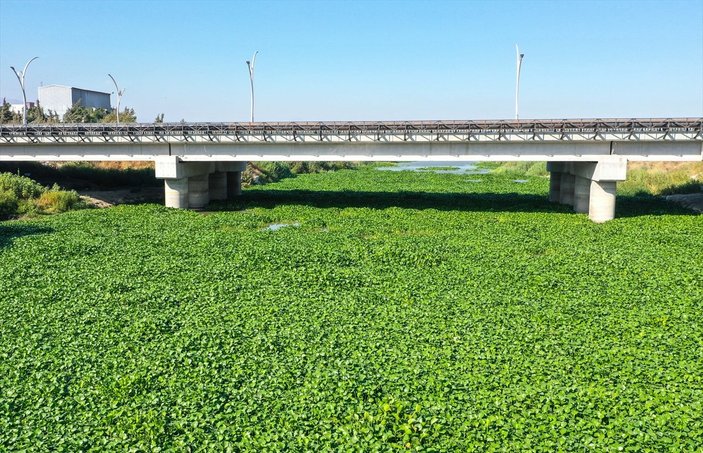 Su sümbülleri, Asi Nehri'nin yüzeyini kapattı