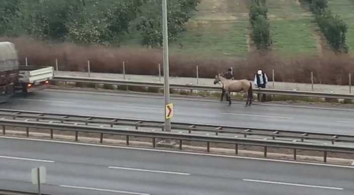 Bursa'da başıboş at kazaya neden oldu