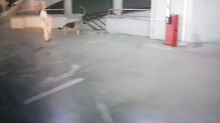 İstanbul'da köpeğin saldırdığı kedi 8. kattan düştü