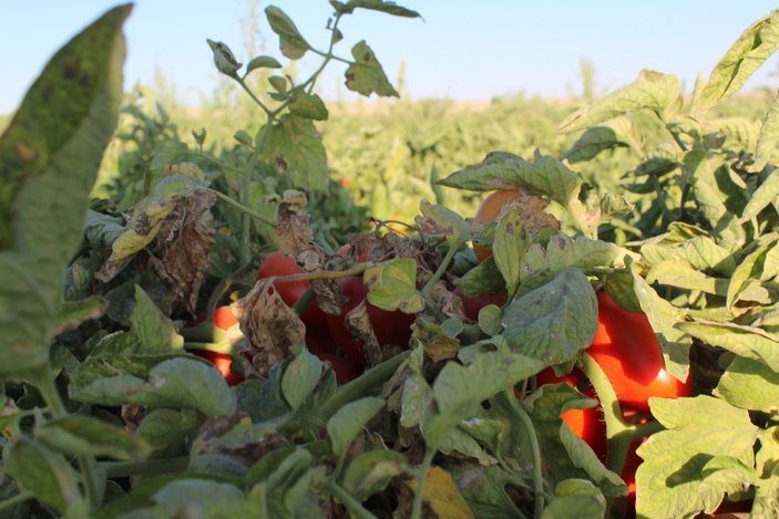 Tuz Gölü havzasının yeni alternatif ürünü domates