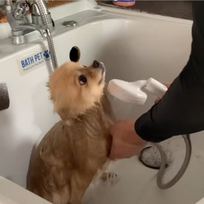 Popüler köpek Pomeranian Boo hakkında merak edilenler