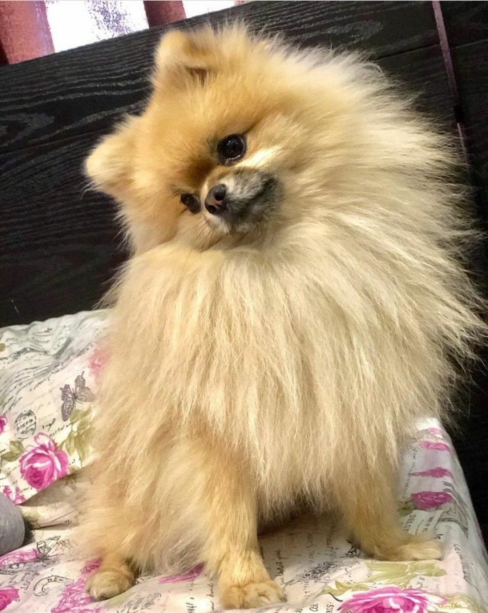 Popüler köpek Pomeranian Boo hakkında merak edilenler