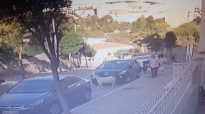 Çekmeköy'de boynuz darbeleriyle otomobile zarar veren keçi