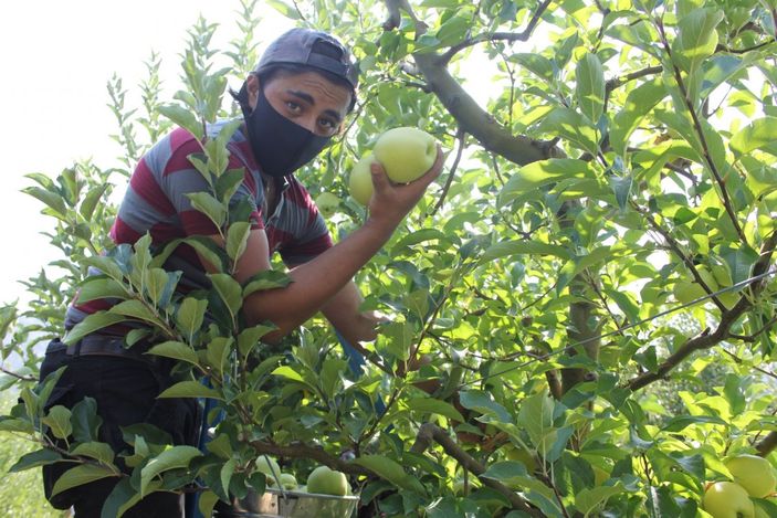 Isparta'da elma hasadı