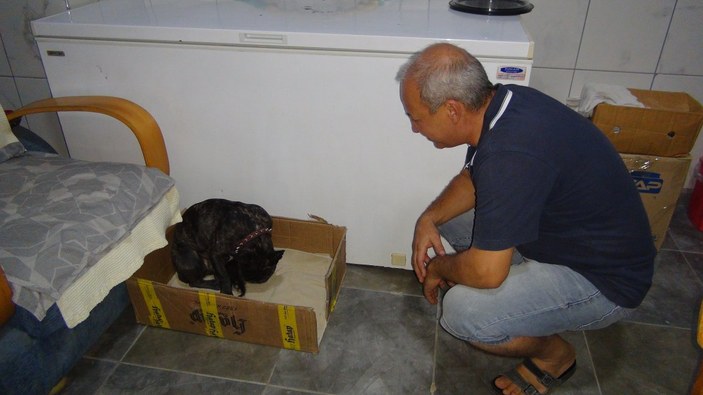 Mersin'de yavru kediyi emziren köpek, annelik yapıyor