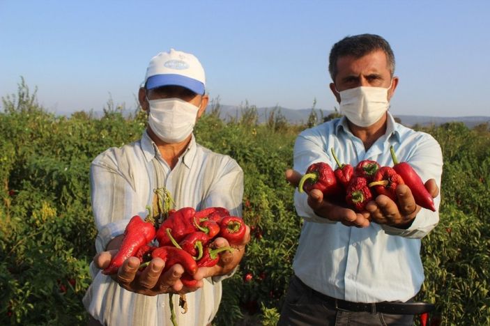 Salçalık kırmızı biberin fiyatı üreticiyi üzdü