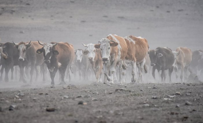 Kars'ta süt ineklerinin tozlu yolculuğu görüntülendi