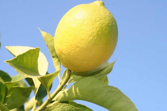 Mersin'in Erdemli ilçesinde limon hasadı