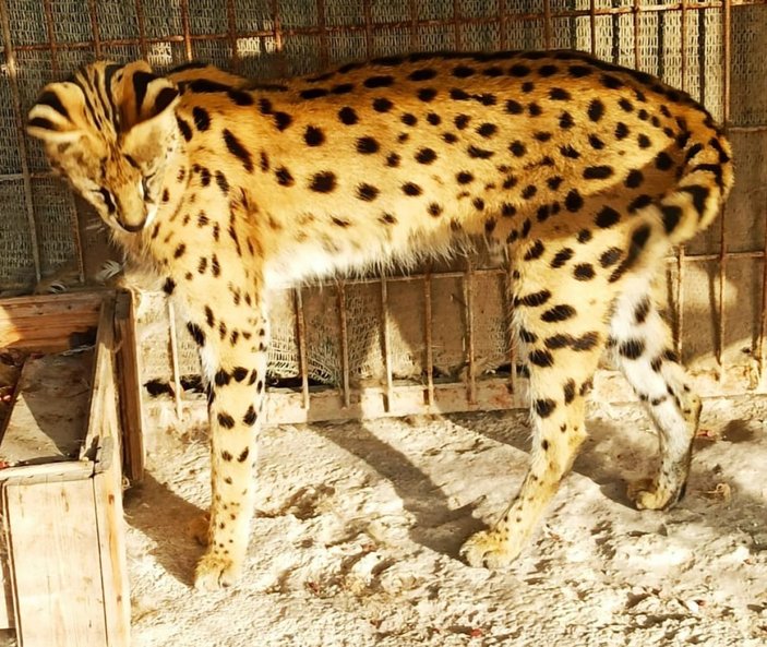 Sakarya’da kaçak mini hayvanat bahçesine baskın