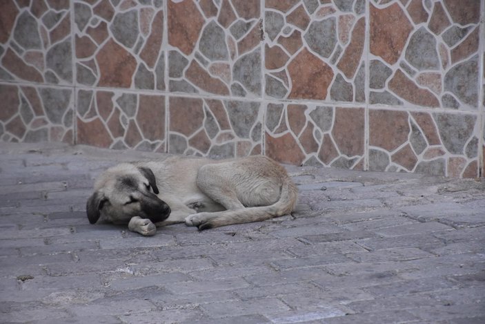 İzmir'de köpekten kaçan çocuk kamyonete çarptı, hayatını kaybetti