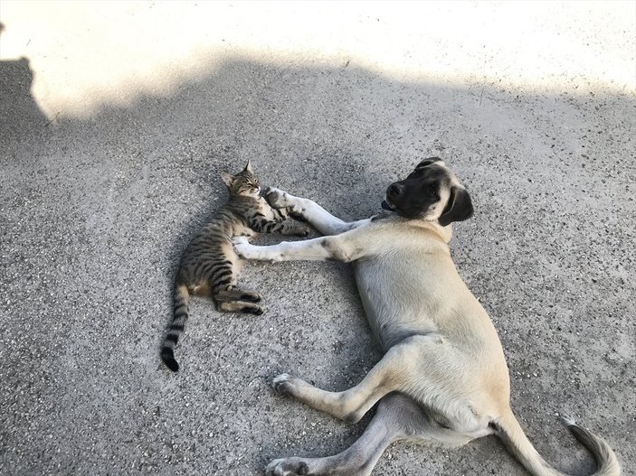 Antalya'da kedi ile köpeğin şaşırtan dostluğu