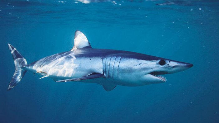 Shark Alives: Aşı için 500 bin köpek balığı katledilebilir