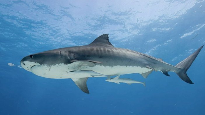 Shark Alives: Aşı için 500 bin köpek balığı katledilebilir
