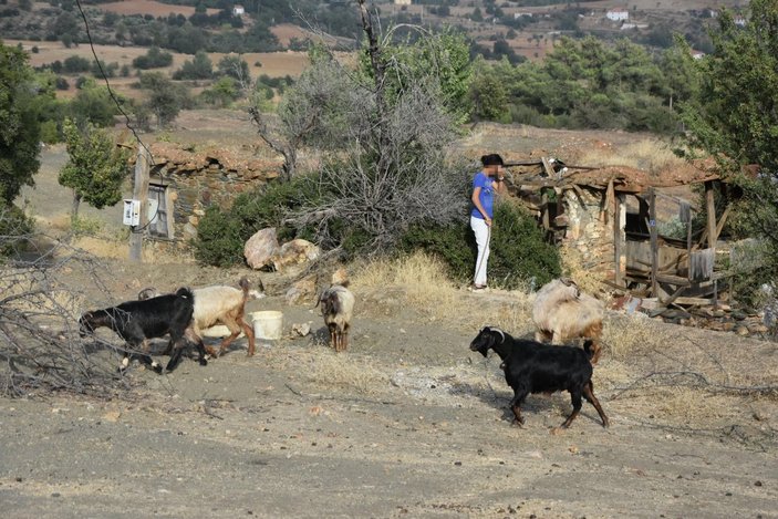 Aydın'da 14 yaşındaki çocuk keçileri otlatırken cinsel saldırıya uğradı