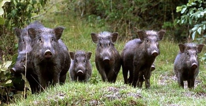 Kastamonu'da tarlada nöbet tutan çiftçiye domuzlar saldırdı