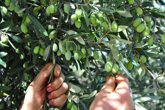 Manisa'da 1658 yıllık zeytin ağacı meyve verdi