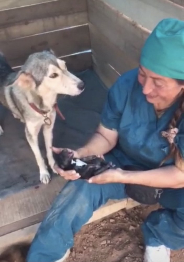 Bartın'da ölü doğan 4 yavru köpeği hayata döndüren kadın