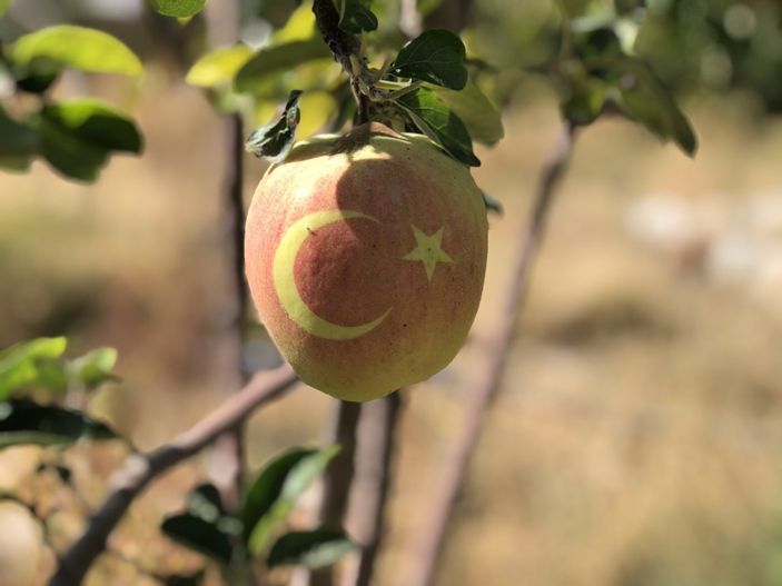 Nevşehir'de bu ayvayı gören hayrete düşüyor