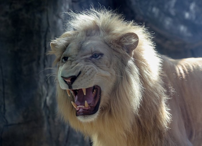 Tuzla'da yetiştirilen aslan ve kaplanlar Afrika'ya gidecek