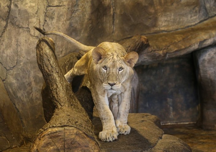 Tuzla'da yetiştirilen aslan ve kaplanlar Afrika'ya gidecek