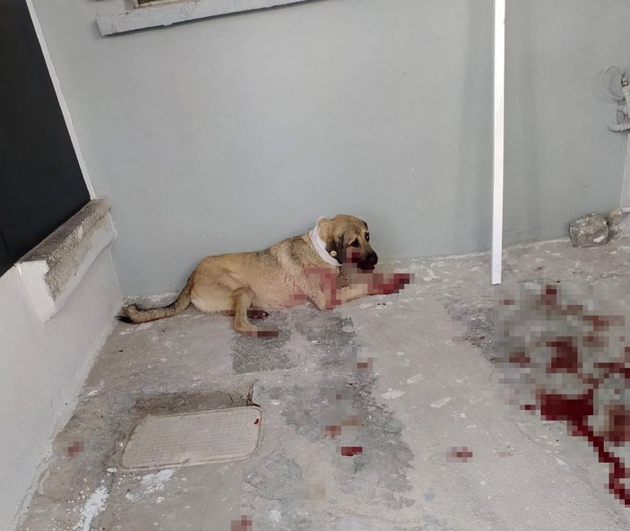 İzmir'de sokak köpeğini, Hayvanları Koruma Günü'nde vurdu