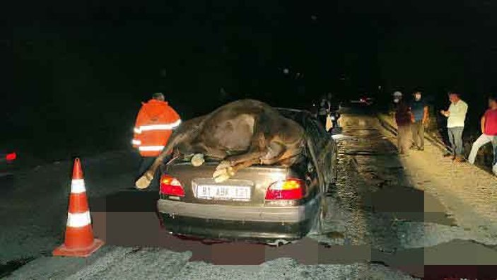 Düzce’de çarptığı hayvan otomobilin bagajının üstünde kaldı