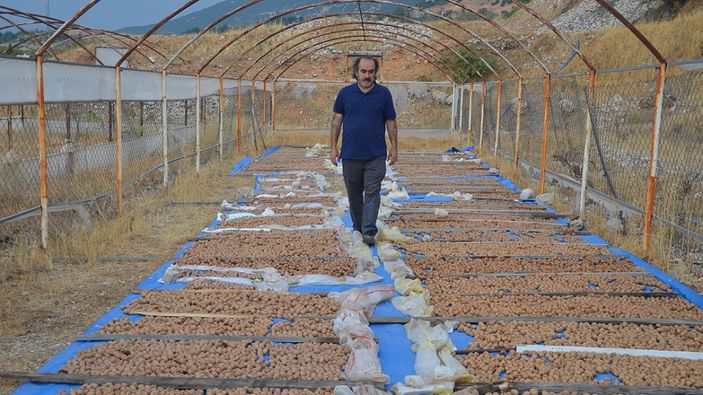 Kahramanmaraş'ta ceviz yetiştiriciliği