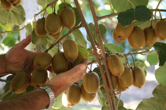 Ordu'da fındıktan sonra kivi geliyor