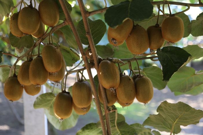 Ordu'da fındıktan sonra kivi geliyor