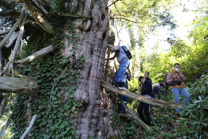 Artvin'de Türkiye’nin en geniş çaplı porsuk ağacı tescillendi