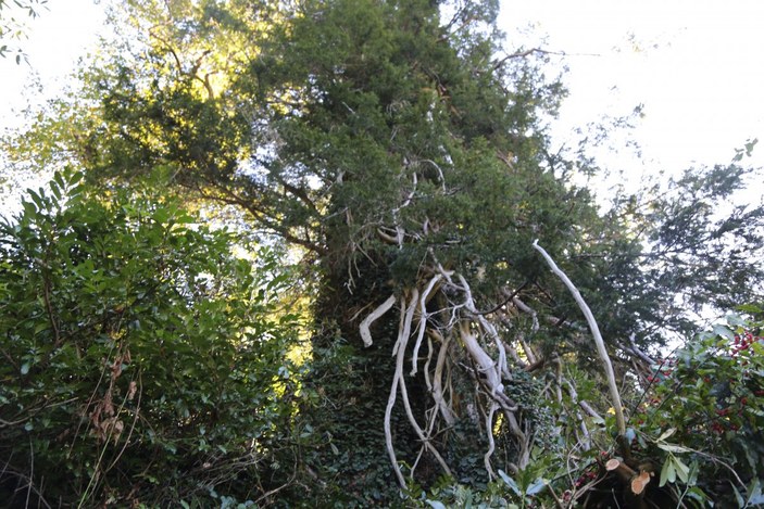 Artvin'de Türkiye’nin en geniş çaplı porsuk ağacı tescillendi