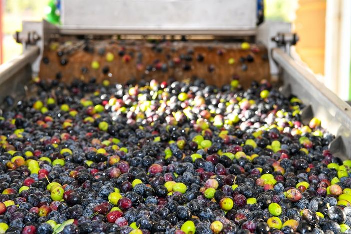 Kumluca'da ilk zeytinyağı sıkımı