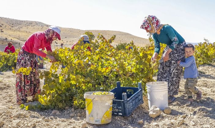 d Mardin'de üzüm pekmezi telaşı