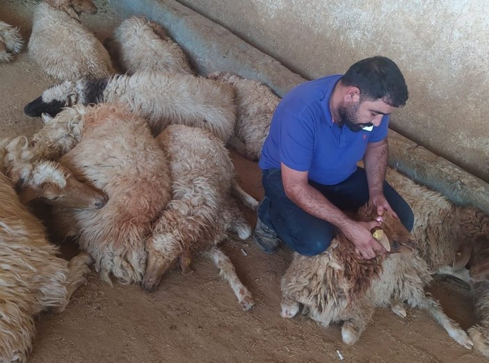 Şanlıurfa'da 150 koyun, yediği zehirli bitkiden telef oldu