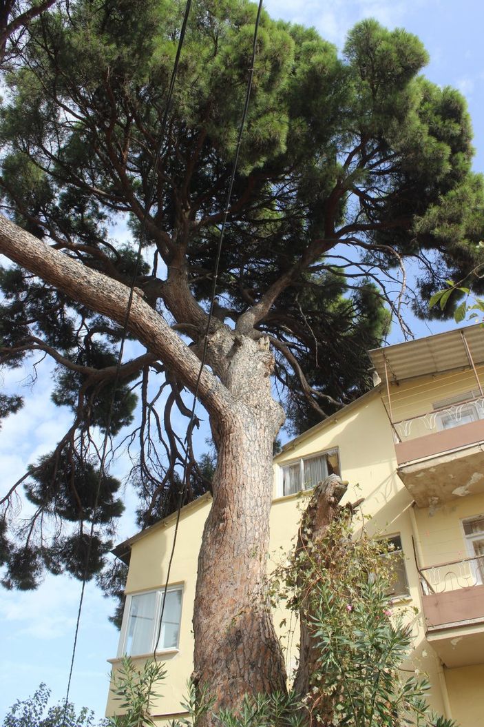 i İngilizlerin topla yıkamadığı 700 yaşındaki tek kollu gazi hâlâ ayakta