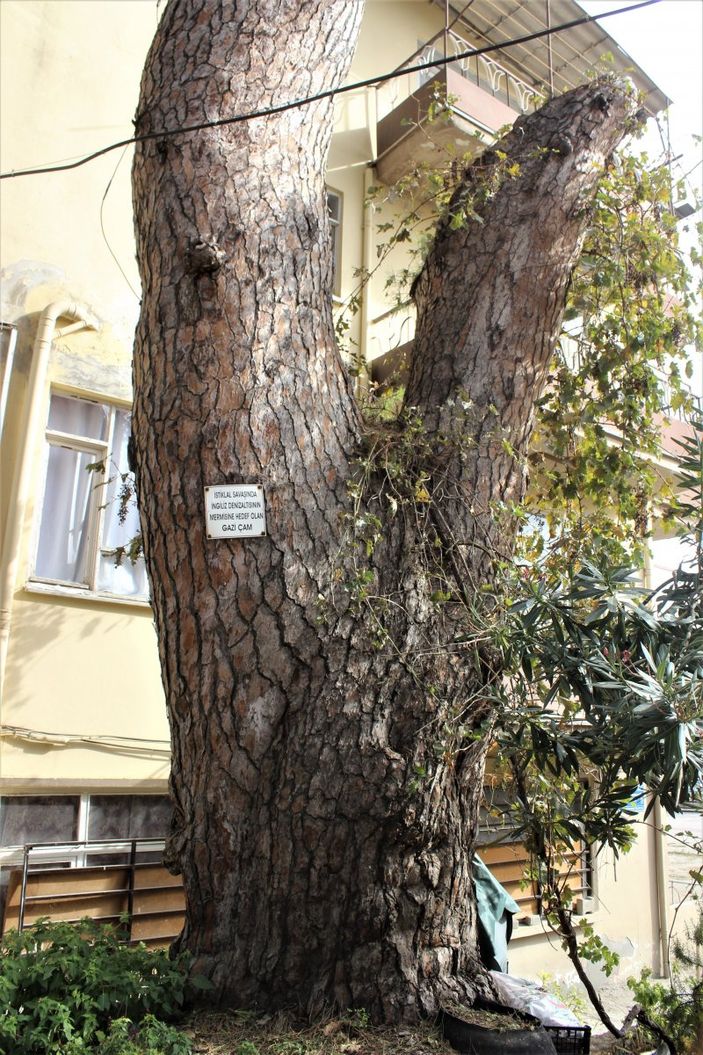 i İngilizlerin topla yıkamadığı 700 yaşındaki tek kollu gazi hâlâ ayakta