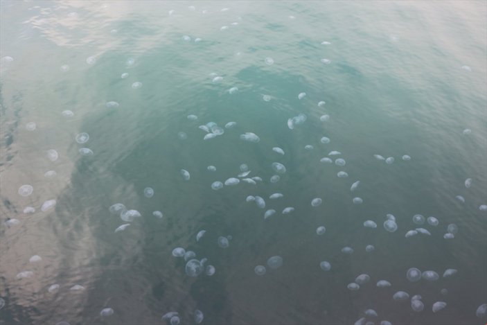 Marmara Denizi'nde denizanası sayısında artış yaşandı