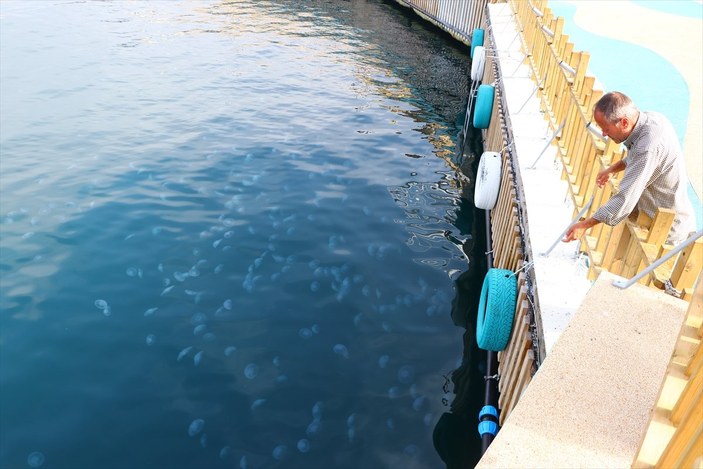 Marmara Denizi'nde denizanası sayısında artış yaşandı